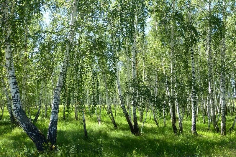 Березная роща Якутии Березная роща Якутии