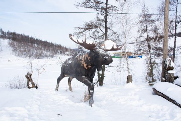 Лось в техтюре